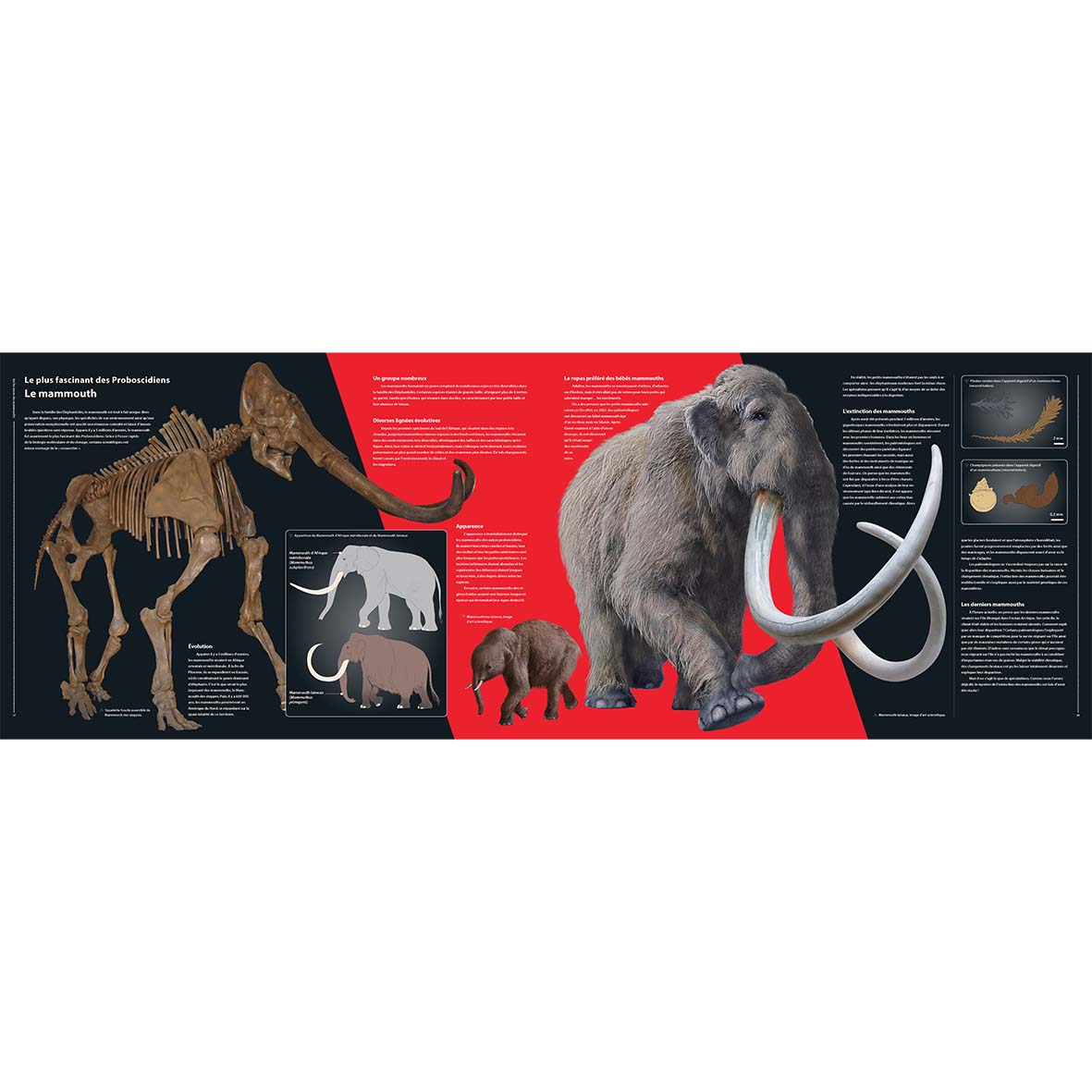 Sur les traces des Mammouths - Des premiers Proboscidiens aux Éléphantidés modernes