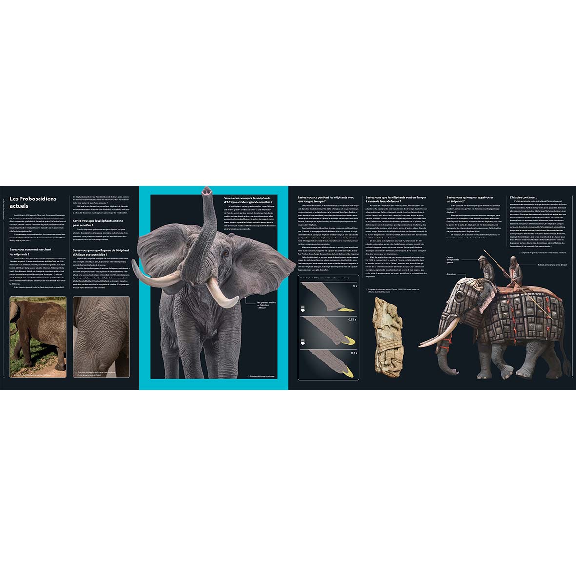 Sur les traces des Mammouths - Des premiers Proboscidiens aux Éléphantidés modernes