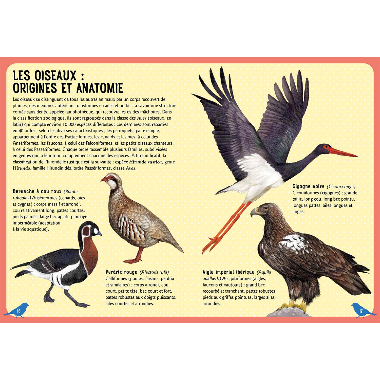 Guide des oiseaux du monde