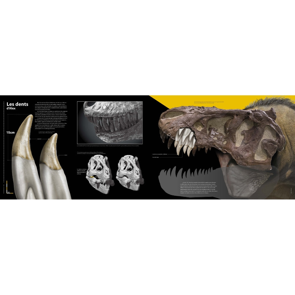 T-rex - Le roi des dinosaures - Nouvelle édition