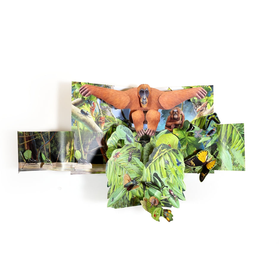 Forêts tropicales - Pop-up XXL