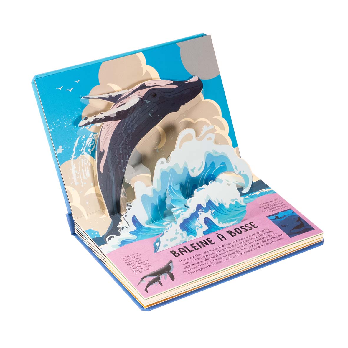 La nature en pop-up - Baleines et dauphins