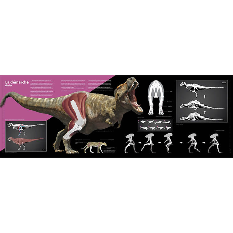 T-Rex - Le roi des dinosaures